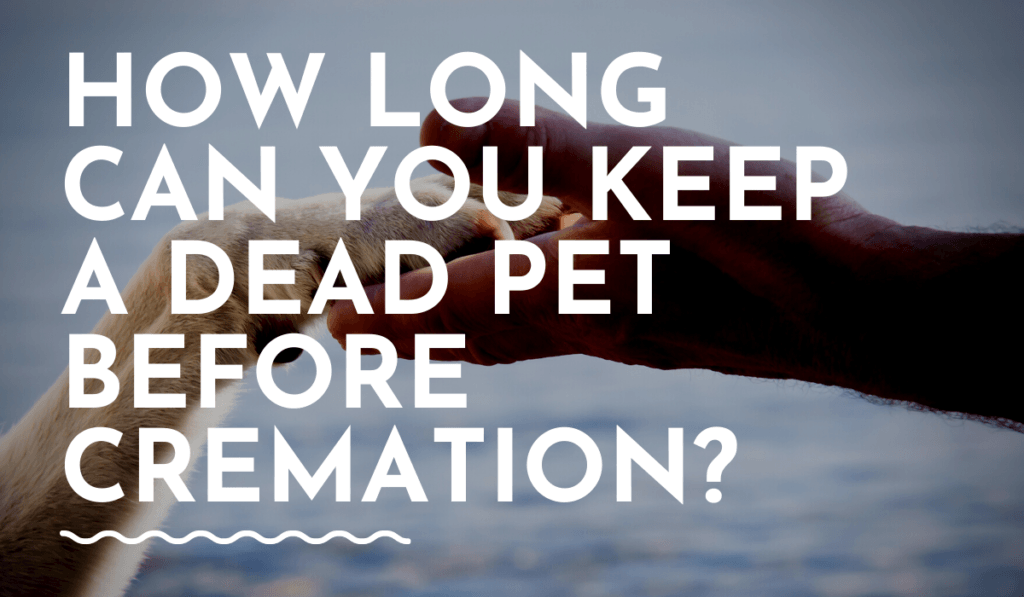 how-long-can-you-keep-a-dead-pet-before-cremation