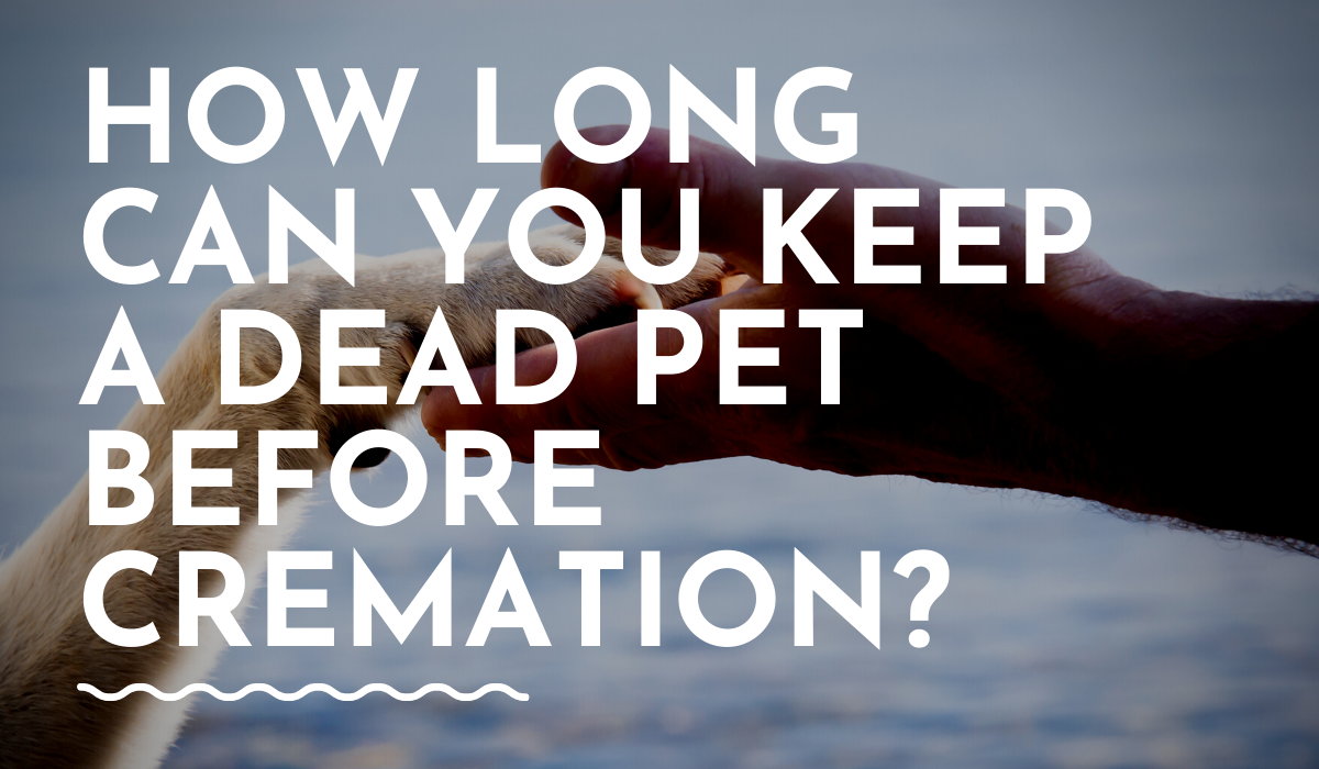 How Long Can You Keep a Dead Pet Before Cremation?