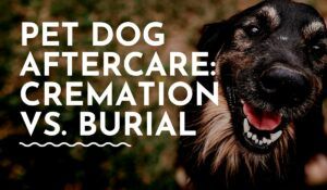 PET DOG AFTERCARE- CREMATION VS. BURIAL