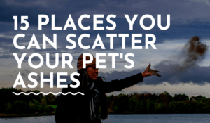 15 Places You Can Scatter Your Pet’s Ashes - PetDeparted