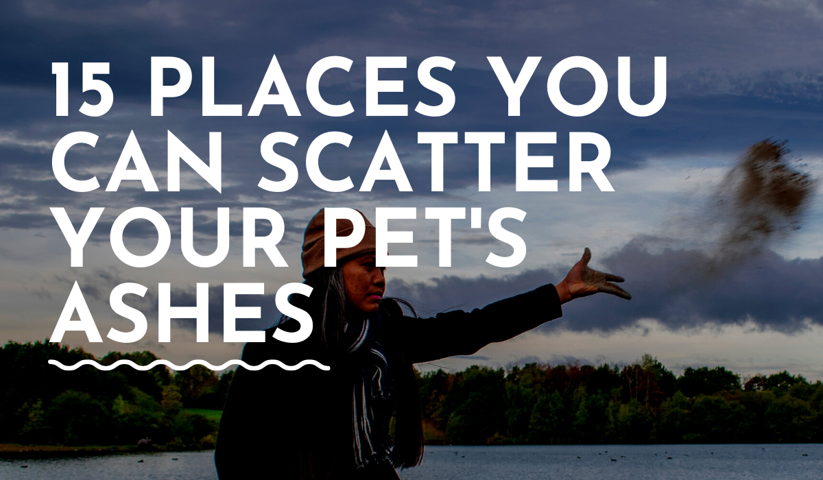 Places You Can Scatter Your Pet's Ashes