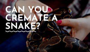 can you cremate a snake?