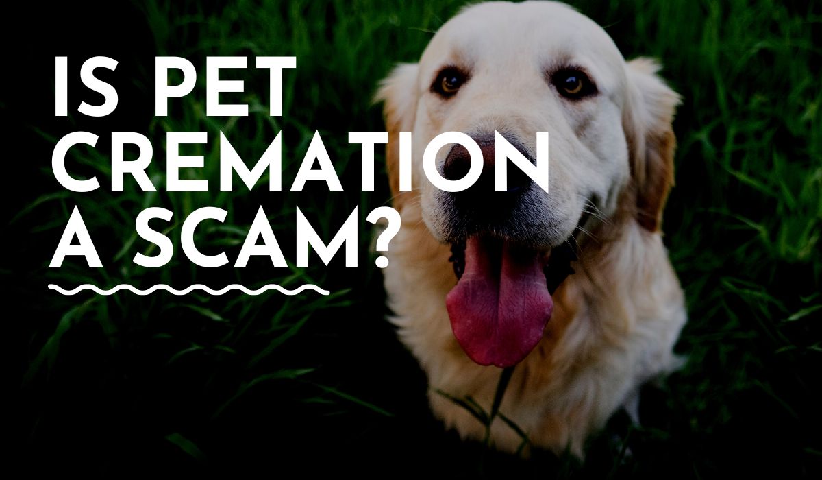 is pet cremation a scam