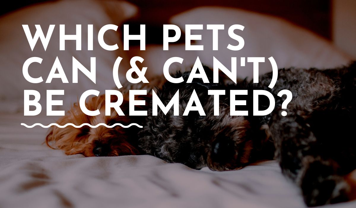 which pets can be cremated