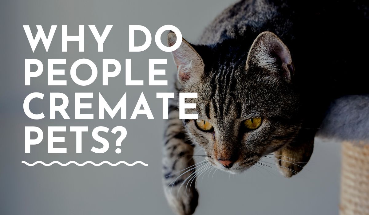 why do people cremate pets