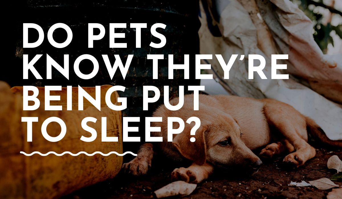 Do Pets Know They’re Being Put to Sleep? The Truth Behind Euthanasia