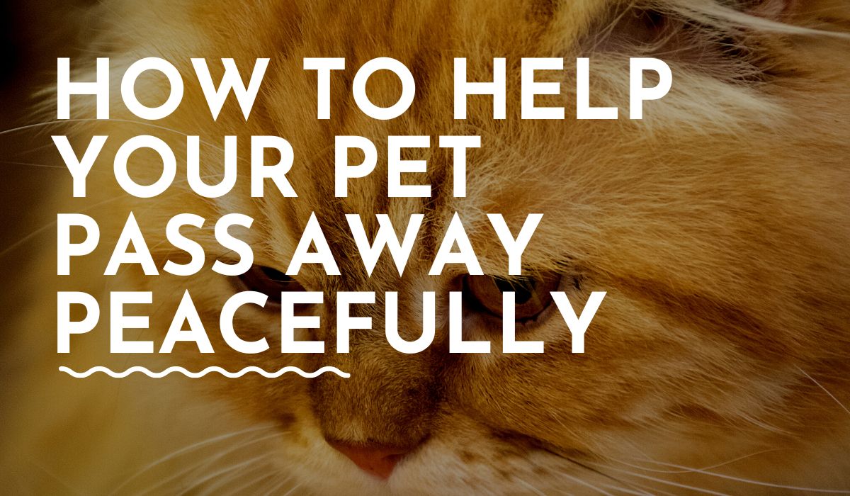 How to Help Your Pet Pass Away Peacefully