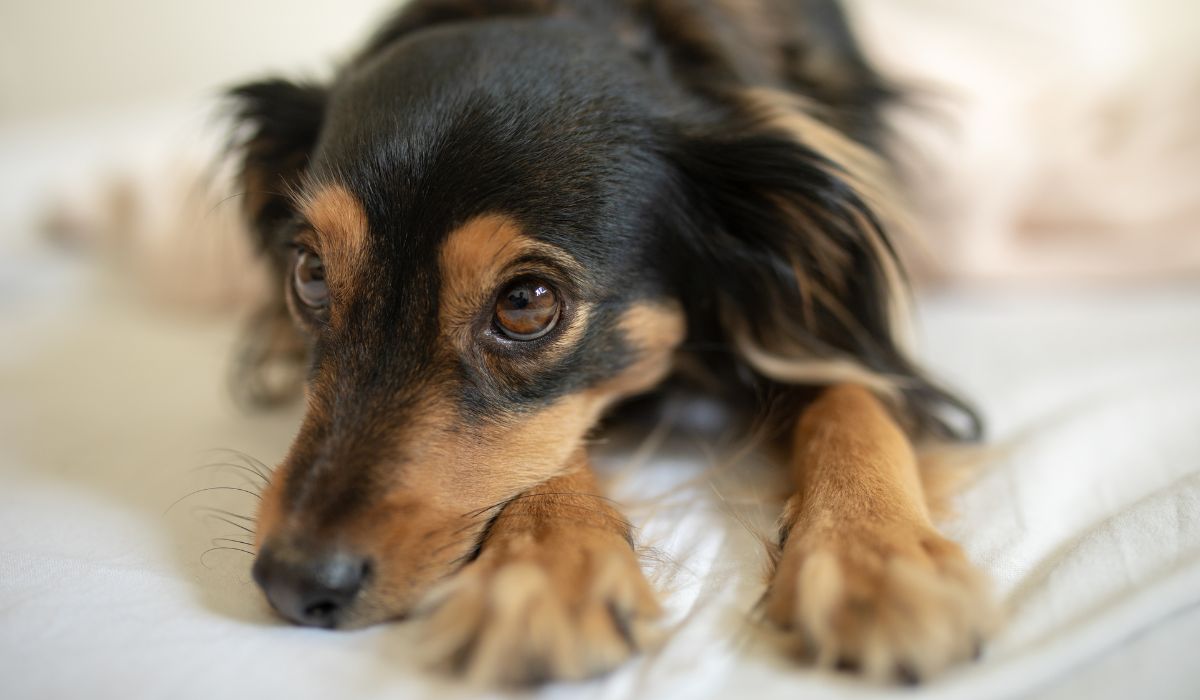 How to Make the Experience Less Stressful for Your Pet