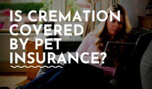Is Cremation Covered by Pet Insurance