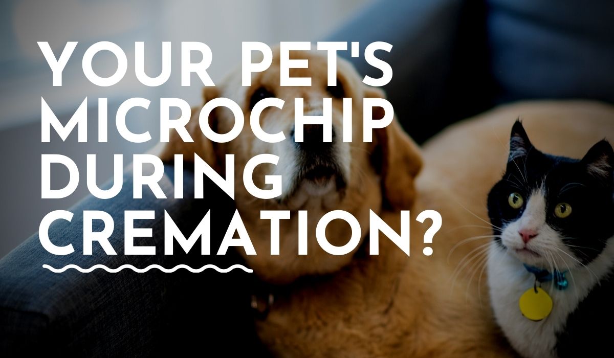 What Happens to the Microchip When a Pet is Cremated