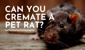 can you cremate a pet rat