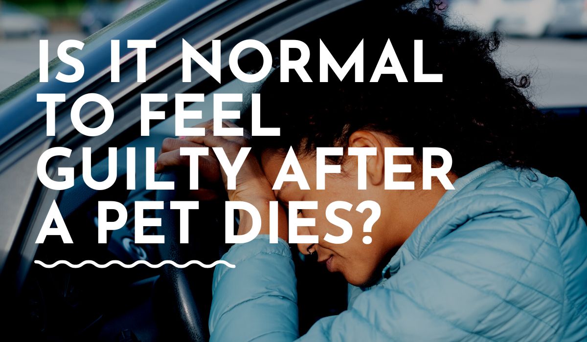 is it normal to feel guilty after a pet dies