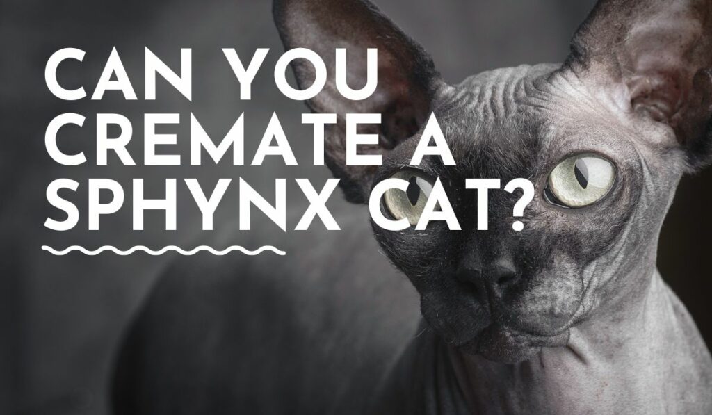 Can You Cremate a Sphynx Cat? (Everything to Keep in Mind)