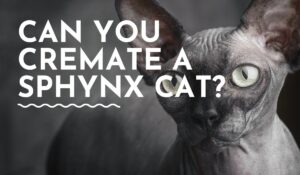 Can You Cremate a Sphynx Cat?