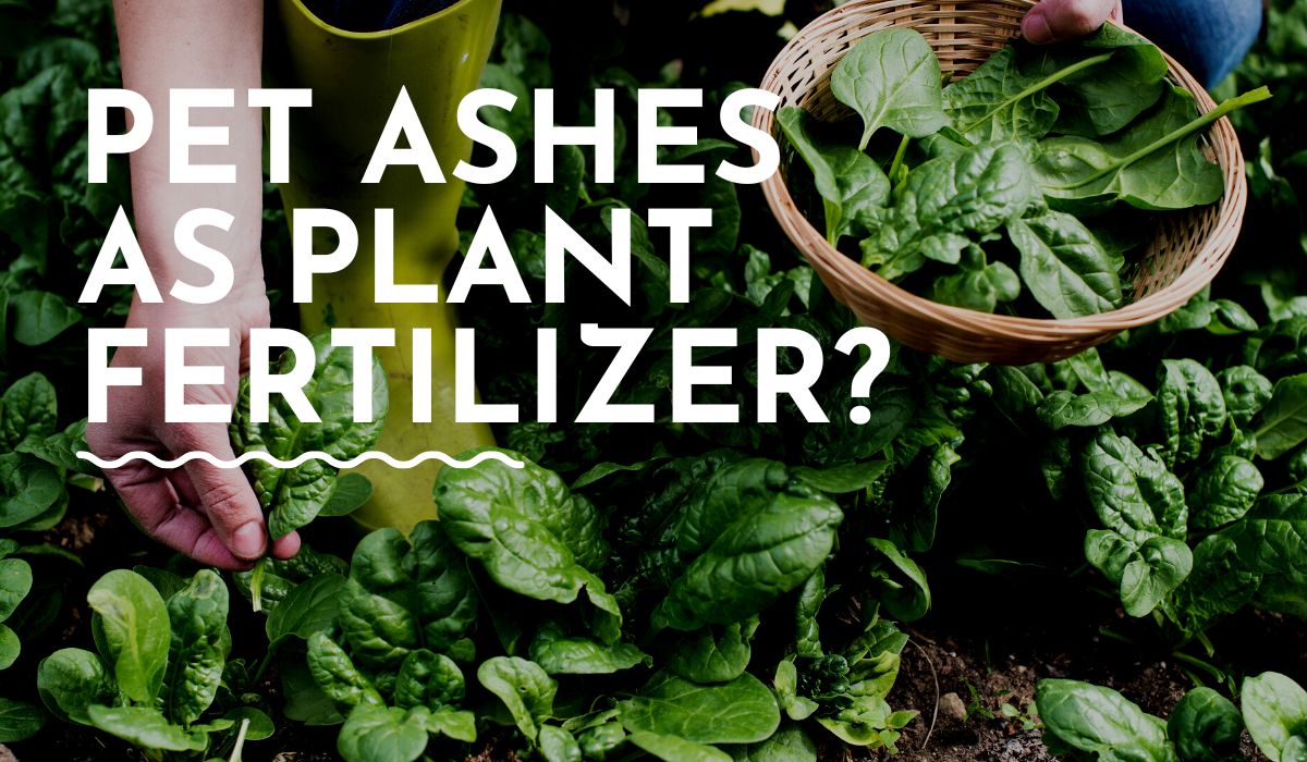 Pet Ashes AS PLANT FERTILIZER?