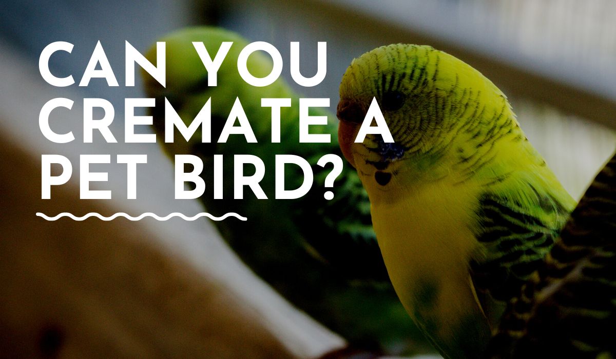 can you cremate a pet bird