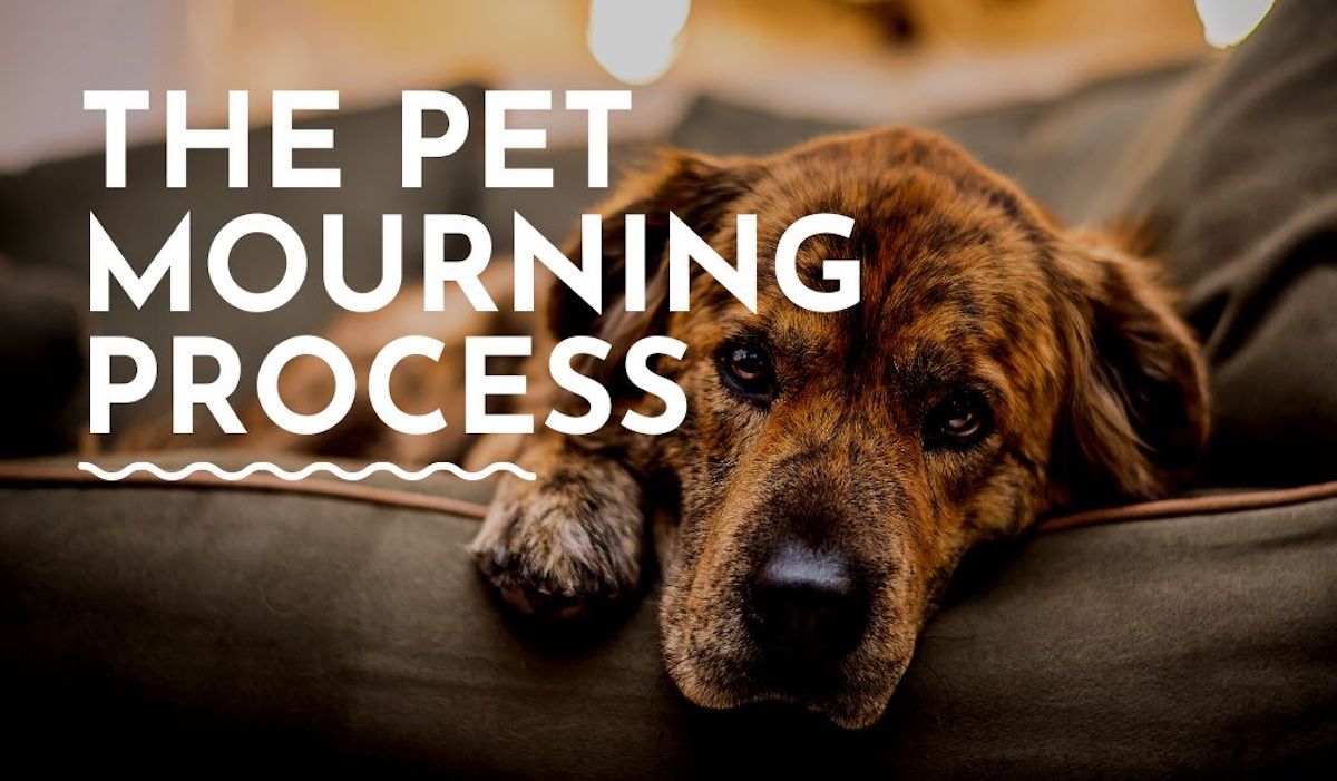 Understanding Pet Mourning Process