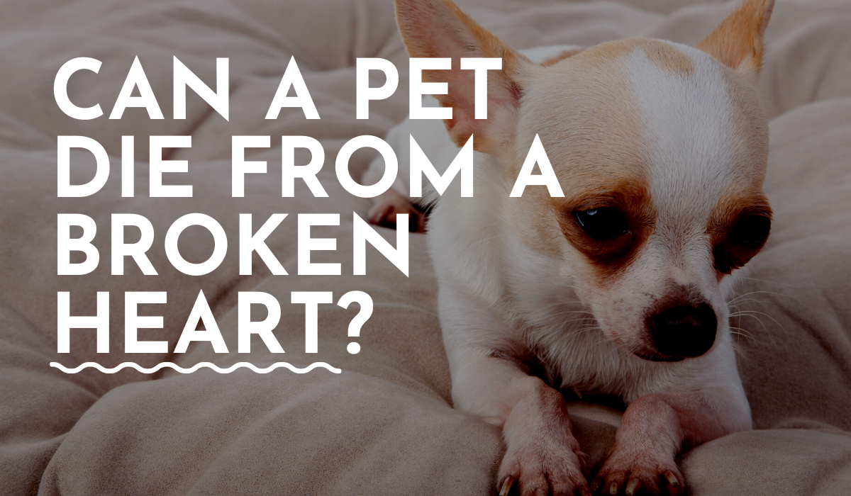 can pets die from a broken heart