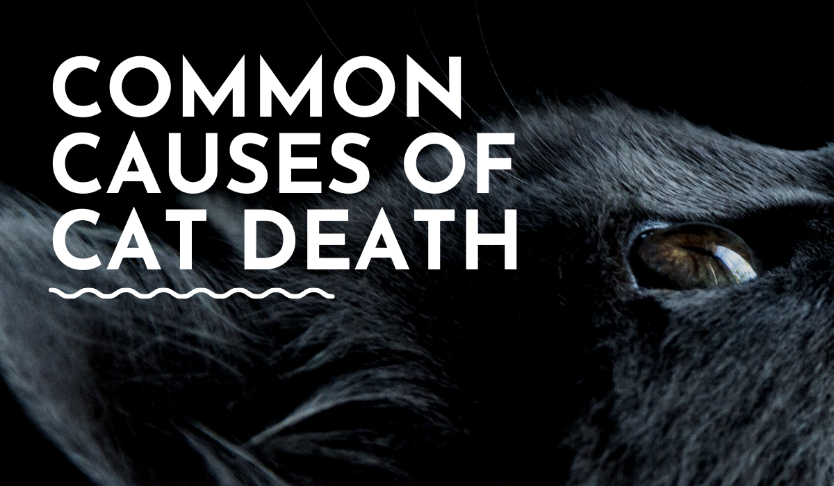 common causes of death for a cat