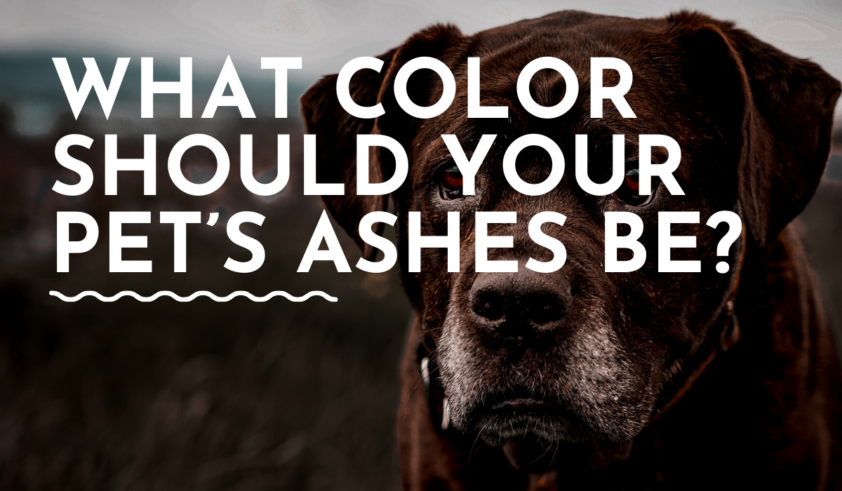 what color of ashes should your pet have