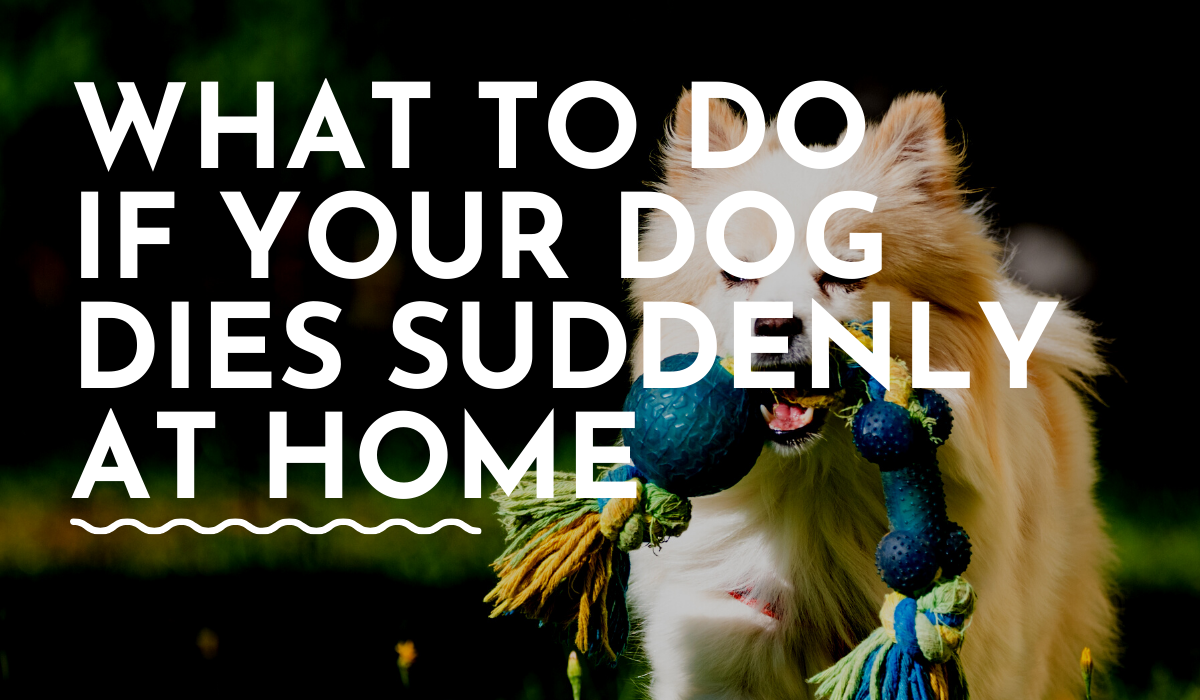 what to do if your dog dies suddenly at home