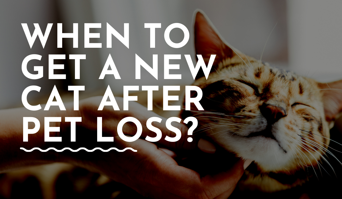 when to get a new cat after one dies