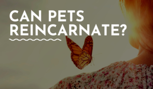 Can Pets Reincarnate?