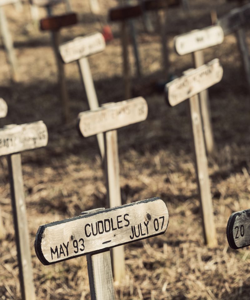 Choosing a Pet Cemetery