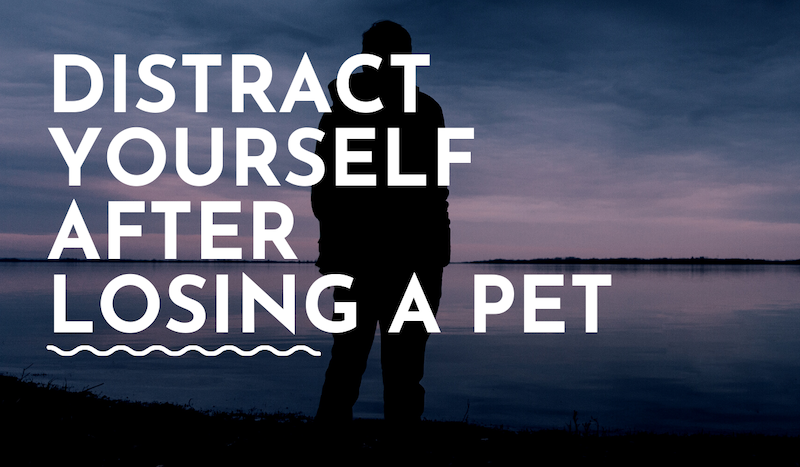 Distract Yourself After Losing a Pet