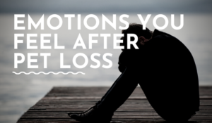 The Range of Emotions You Feel After Pet Loss - PetDeparted