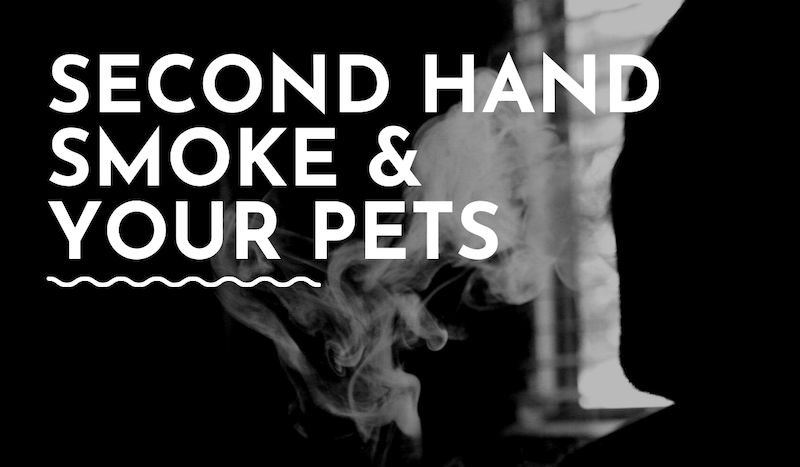 Second Hand Smoke Harm Your Pets