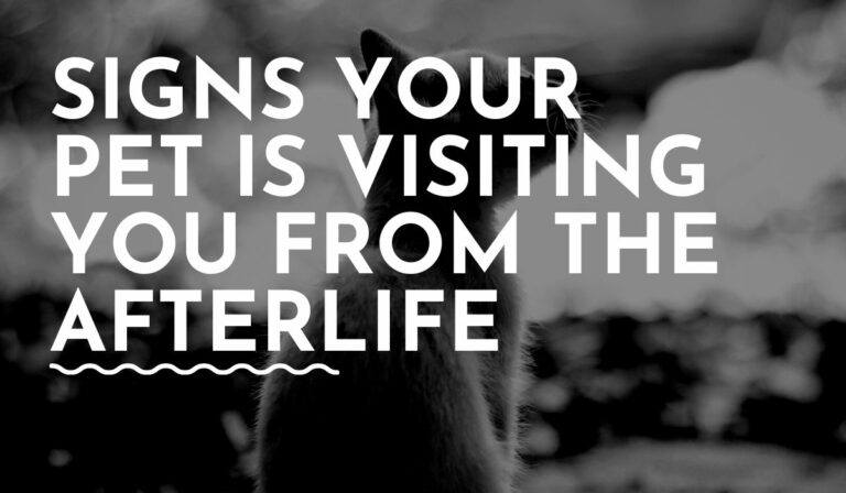 8 Signs Your Pet Is Visiting You From The Afterlife (Comforting Evidence)