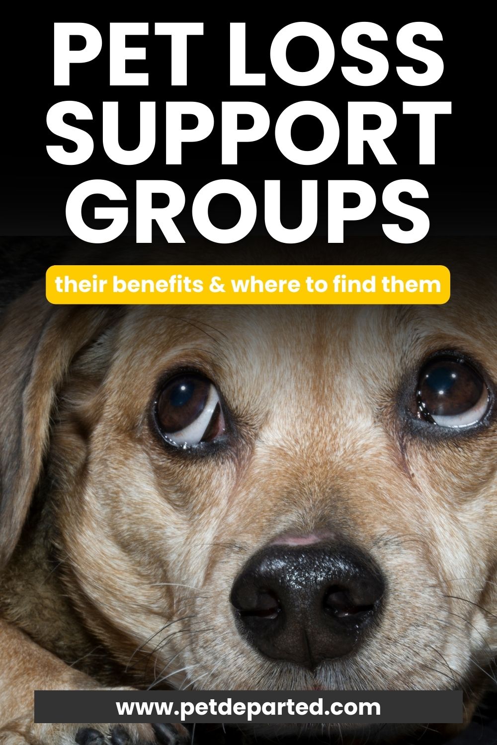 best pet loss support groups